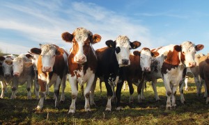 Landwirtschaft: Basisausrüstung für Tierhaltung und Tierzucht